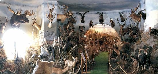 ÜSTAY Wildlife Museum